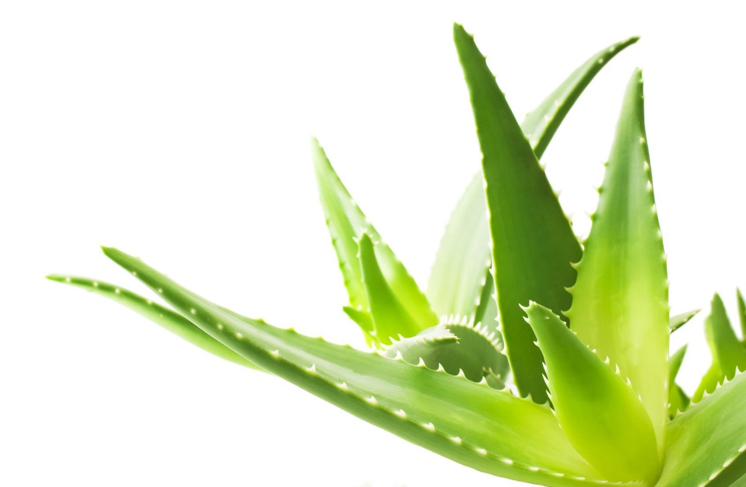 Amazing benefits of aloe vera